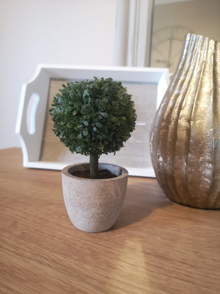 Trio of Mini Boxwood Trees