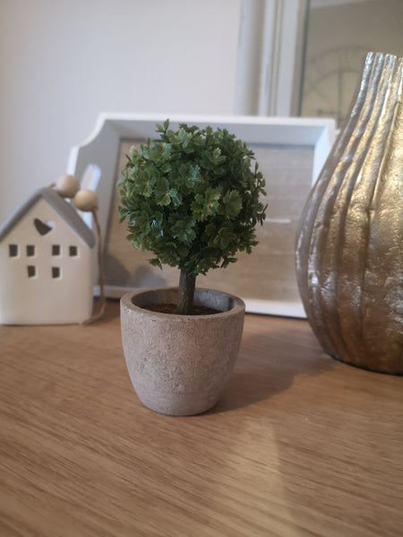 Trio of Mini Boxwood Trees