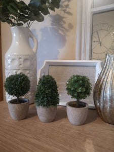 Trio of Mini Boxwood Trees