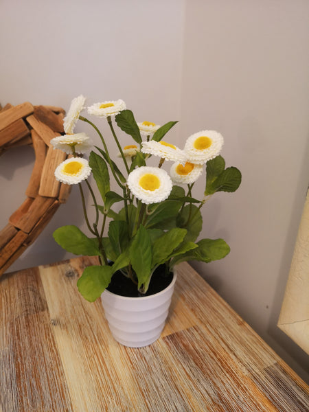 Pink / White Daisy Plant