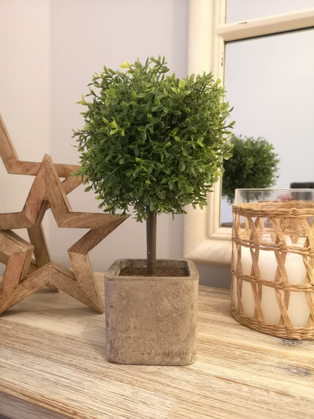 Potted Boxwood Tree